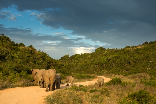 Addo Elefanten-Nationalpark